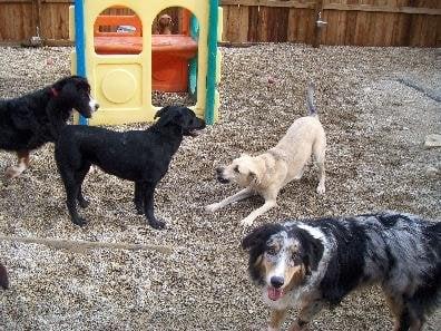 Doggie Daycare