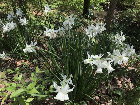 Flowers in March