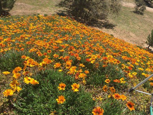 Gazania Flowers...