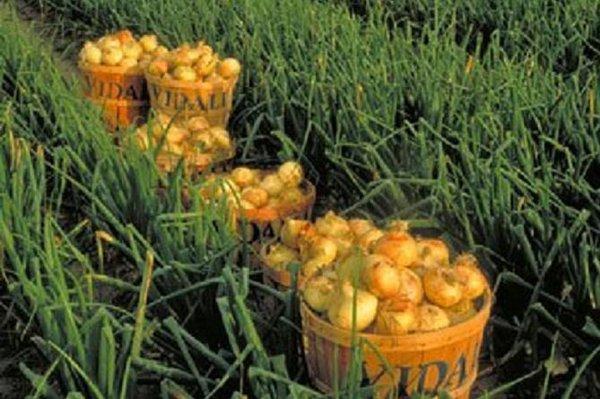 Vidalia Sweet Onions