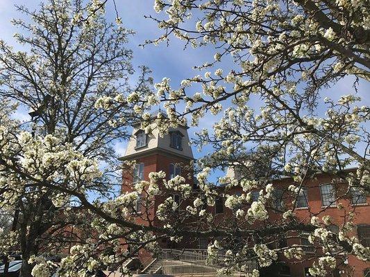 Beautiful capture of Springtime blossoms at the Mill At Lafayette.