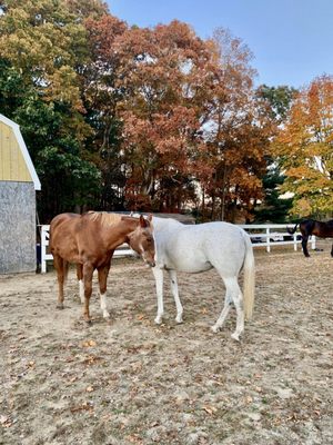 Chase and Snowy telling secrets