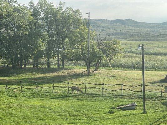 View from the front deck of the cabin