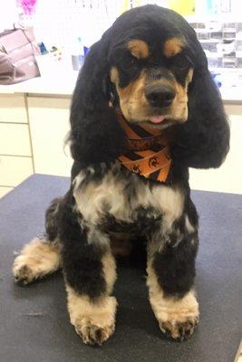 The first time she groomed our cocker spaniel, it looked a little short, but very good.