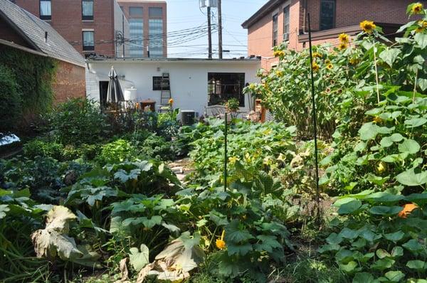 Vegetable and flower garden behind Studio 644