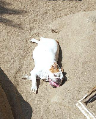 Chi-Cha the English Bulldog sunbathing #treats #dogs #cutedogs #dogsitting #doglover