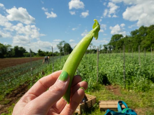 Sugar snap peas are in!