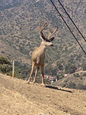 Ran into him on our little electric bike adventure