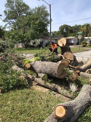 Live oak tree brush and logs after removal.