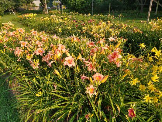 5 Acre Farm Daylilies