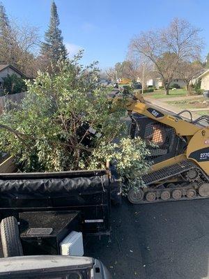 Brush and Shrubbery removal for a Residential Property with our 277d and grapple bucket.