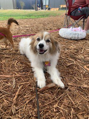 Penny, Austin Sheltie Rescue pup