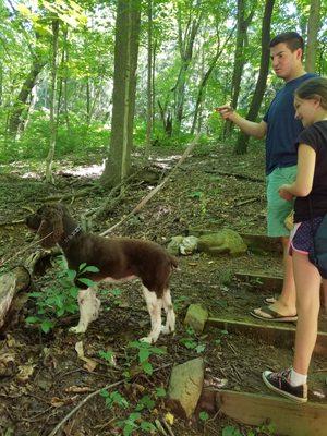 Our furry friend, Lacey, helping to find critters