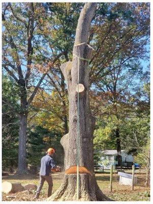 One of the Clark Brothers notching a tree for take-down & removal.