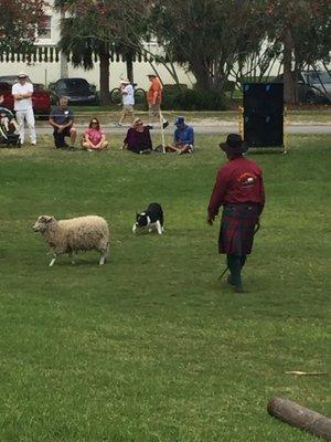 Celtic festival sheep herding