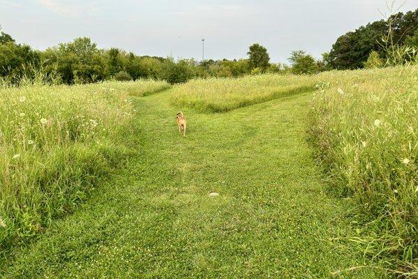 Lots of growth in July, but the walking paths are still well maintained.