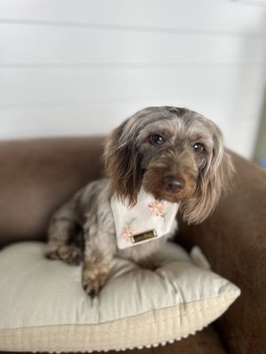 Remi Modeling New Bandana