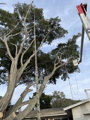 Setting up ropes and rigging in preparation for precision limb removal 
December 15