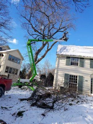 branches over the house