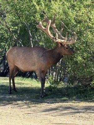 BIG elk near our RV at Spruce Lake campground