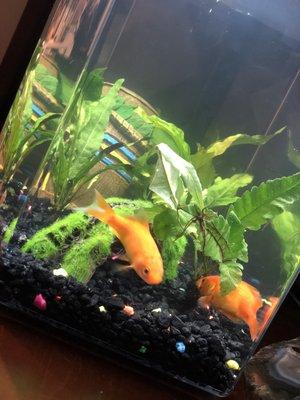 Two Goldfish in tank