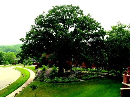 Our 225-year-old Oak tree.