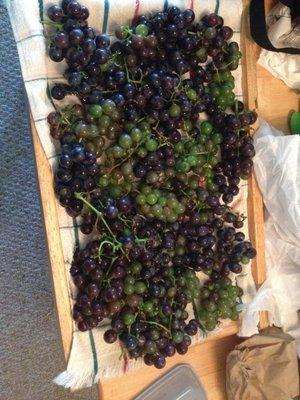 Concord & other seeded grapes