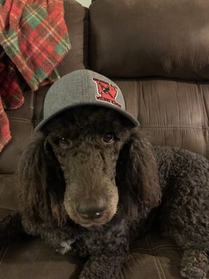 Eevee wearing his daddy's hat lol!!