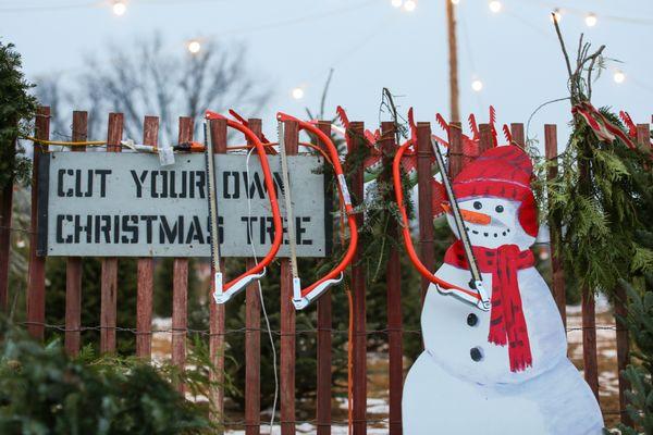 Cut your own Christmas tree!