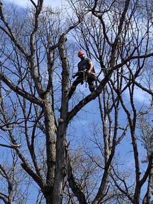 Top Notch Tree Care & Removal