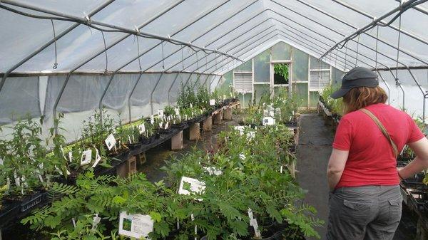 Dropseed Native Plant Nursery