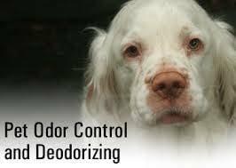 Pet Odor & Spot Removal Palm Bay Fl