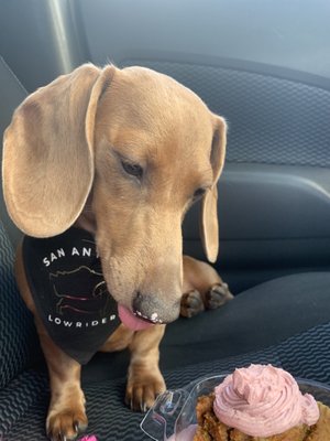 Vienna enjoying a cupcake from PuppyChinos