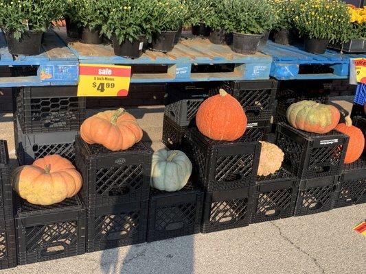 Pumpkins of all types