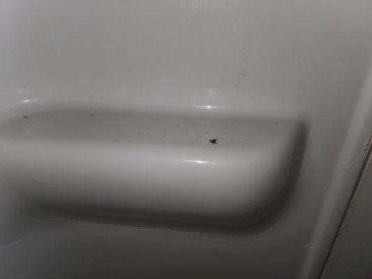 Looked like a dead mosquito in the shower