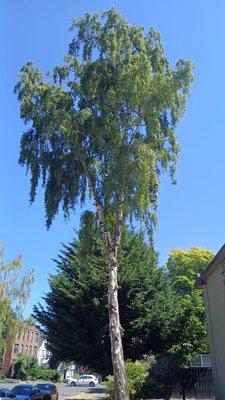 Before and after tree trimming