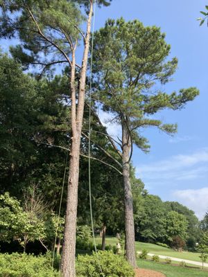 Pine tree removal