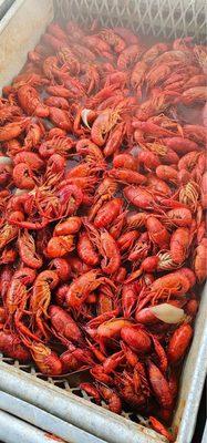 Crawfish