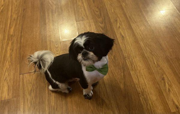 Oreo is happy with his grooming appointment once again !!!He looks like a handsome little gentleman  Thank you Rosa !!!