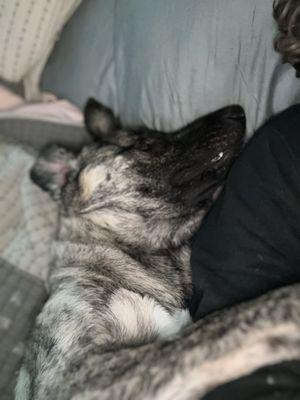 A sleeping Anatolian shepherd