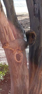 Squirrely on tree.