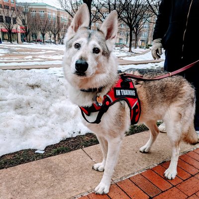 Bowie, 6y #dogsocialization #dogrehabilitation #restontowncenter #shepherdmix #restontopdogtrainer