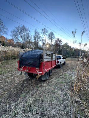 More bamboo sticks hauled out