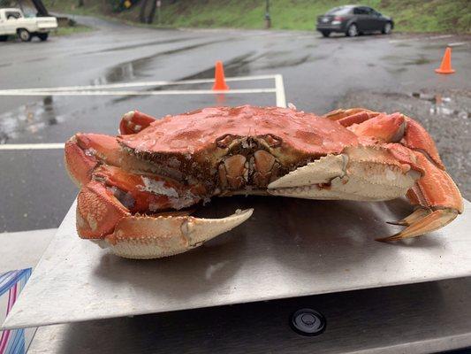 Check out this big Crab