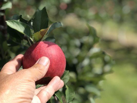 Pineapple Hill Orchard