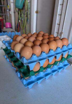 Fresh eggs have the cuticle intact, so you can keep them at room temperature for a bit.