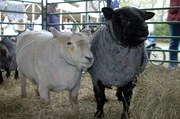 21st Annual Sheep Shearing Festival