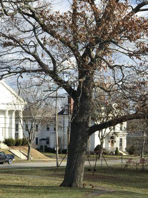 Another view of the massive oak tree