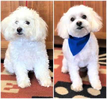 Cooper came in for his first groom with Jennifer today!  He is absolutely precious!