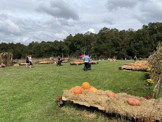 The pumpkin  patch